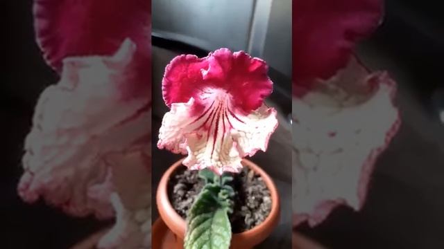 DS - КАТА ТЬЮТА, стрептокарпус.