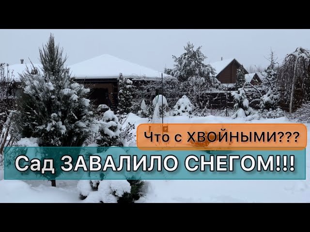 Что натворил снегопад в моём саду. Обзор сада. Растения с названиями Дневник садовода Архив 2022