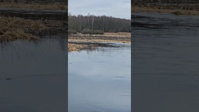 Вызариваем утку. Вызаривать важно, чтобы утка не боялась селезня и выстрелов и чувствовала себя комф