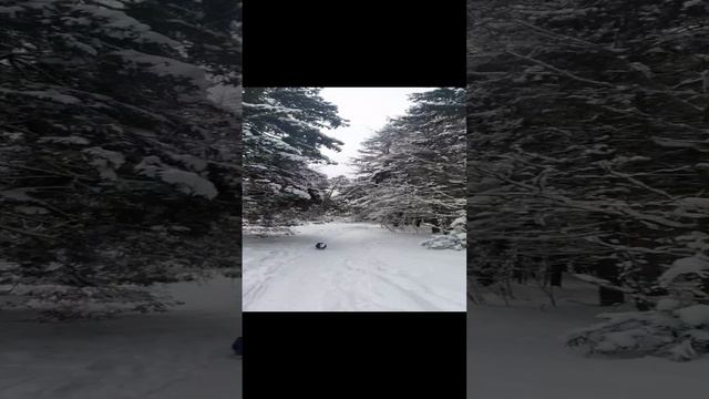 Вам не страшно ОДНОМУ В ЛЕСУ?❄️???