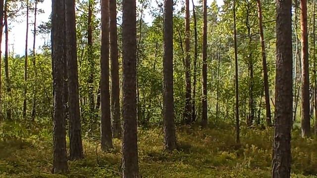 Забавы Лешего , дождь , болото и сыроежки