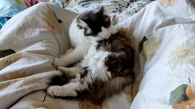 Наша красавица кошечка Муся.