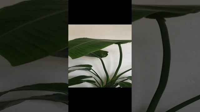 Стрелитция Николая. Посев семян, уход и результат за несколько лет