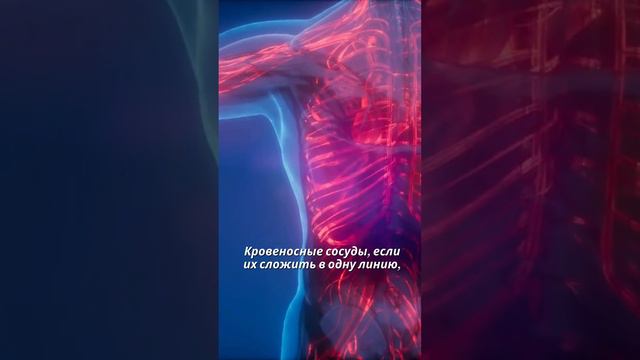 Факт про кровеносные сосуды 🩸