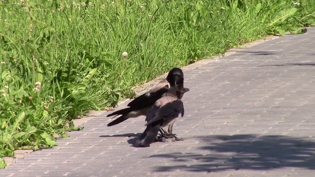 Ворона с картошкой