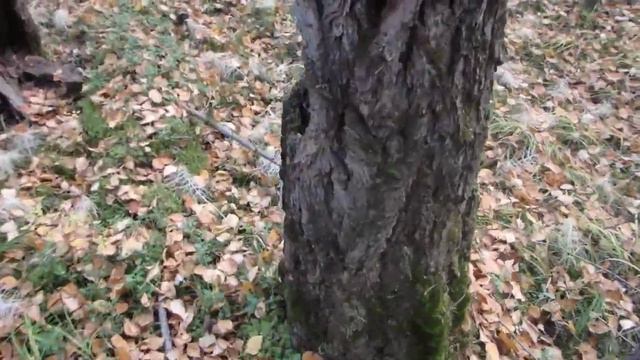 Ориентирование по природным признакам (пример 2)