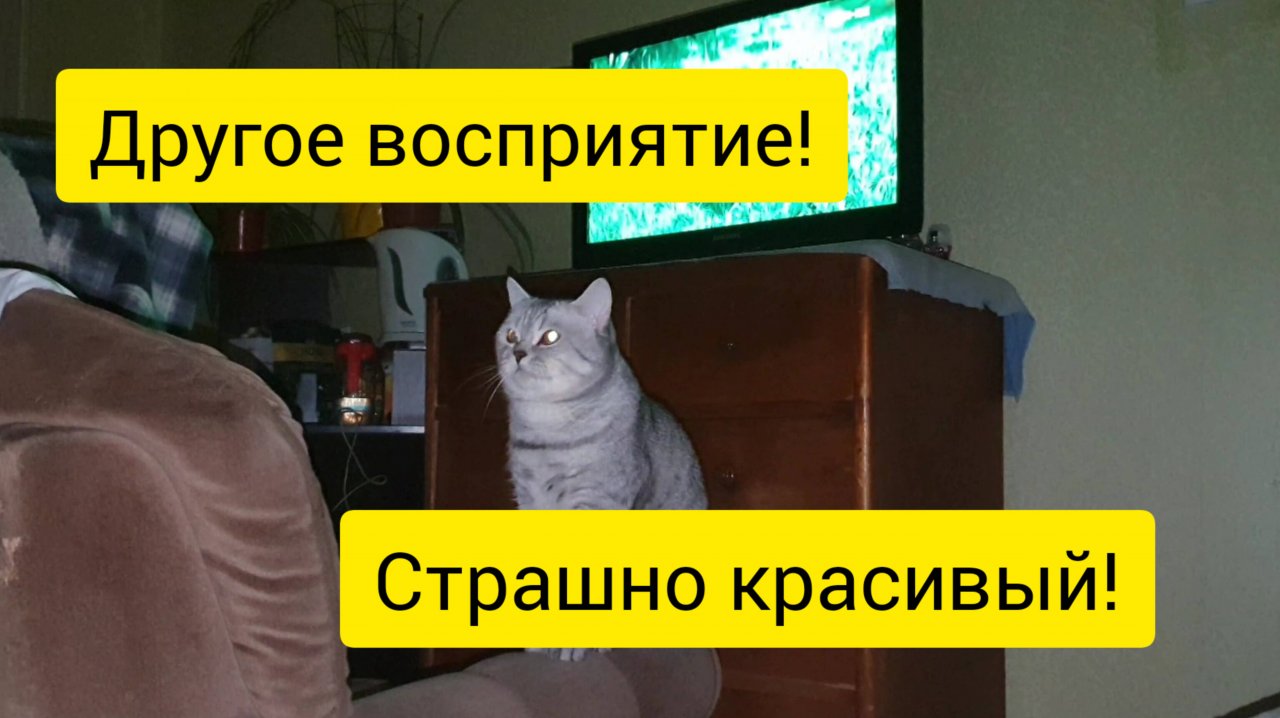 Что-то ХОЧЕТСЯ!🤪САЙМОН смотрит мультики НЕПРАВИЛЬНО!😆БУДУЛАЙ-плохая всхожесть!🌶