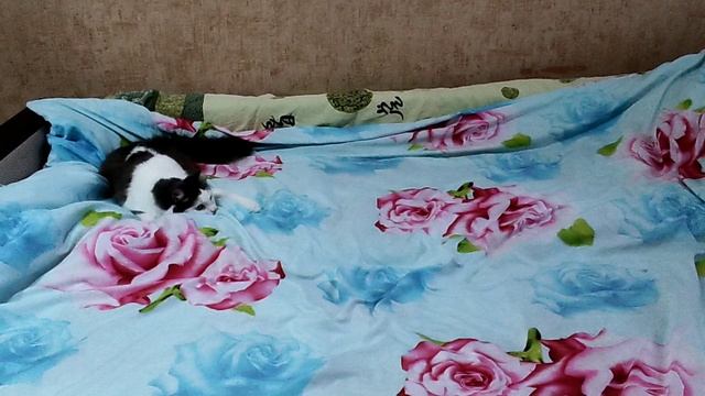 Муся попрыгушка.