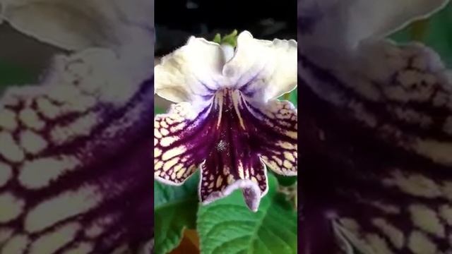 HARLEGUIN LACE (R.Diblex) стрептокарпус.