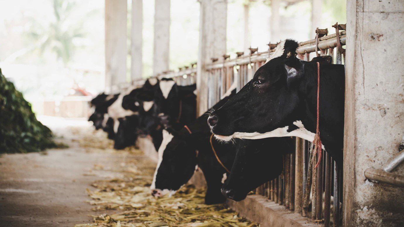 В Кондинском районе построили роботизированную ферму