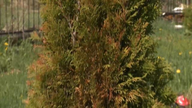 Дачные советы 20.05.21