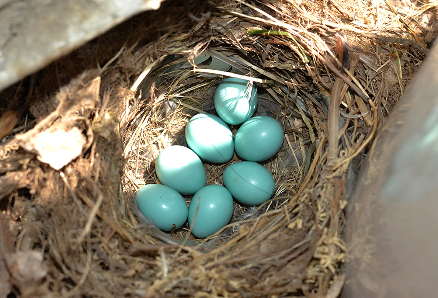 Кто бы мог подумать, чьи это яйца!!