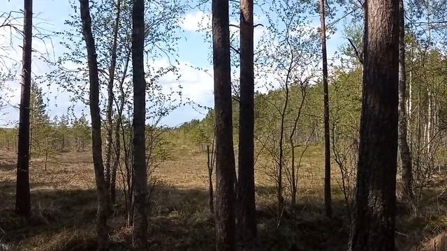 Целебная сила Осины , тайны Болот и кукушка