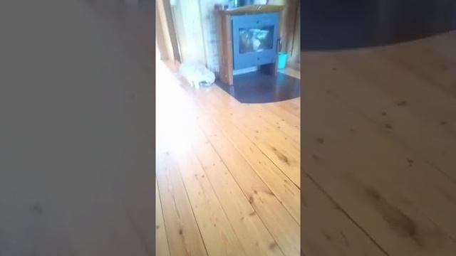 Котик, ты пить захотел.