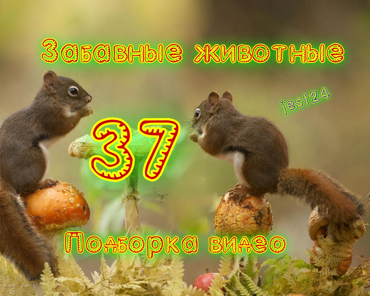 Забавные животные / Подборка видео №37