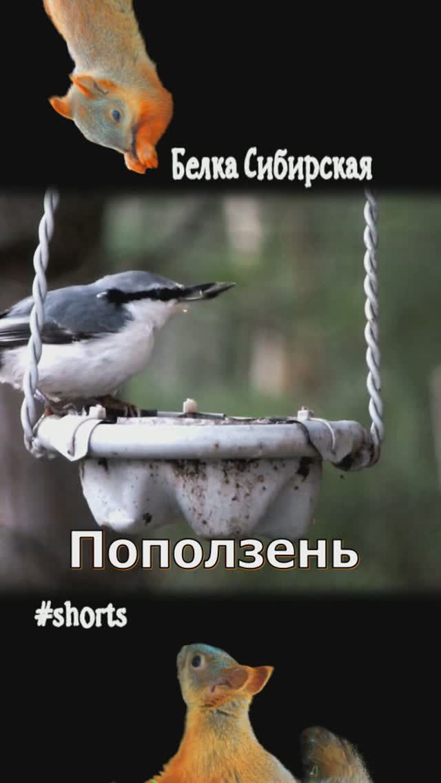 Разные птицы на кормушке