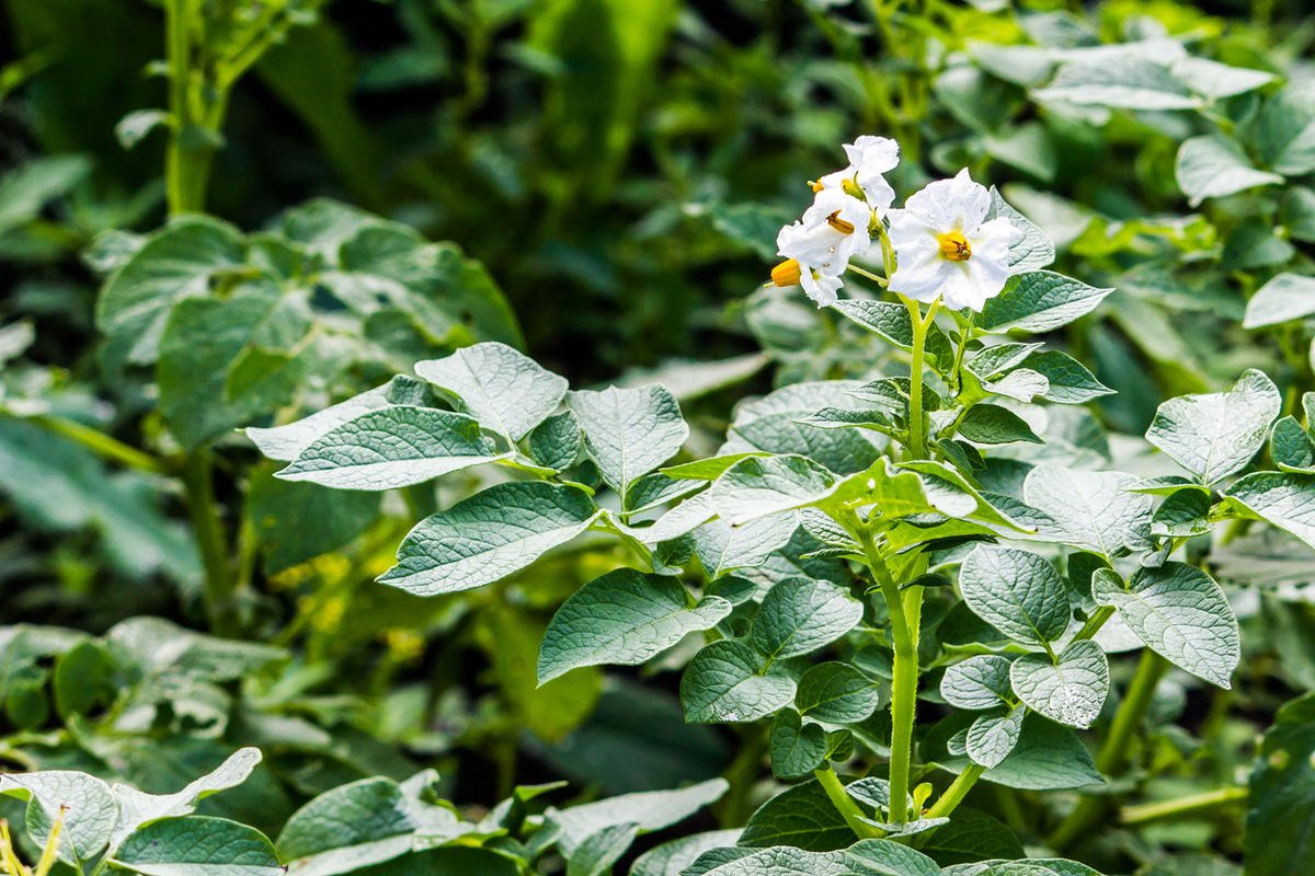 ЧЕМ ПОДКОРМИТЬ КАРТОФЕЛЬ ПЕРЕД ЦВЕТЕНИЕМ В ПЕРИОД БУТОНИЗАЦИИ.