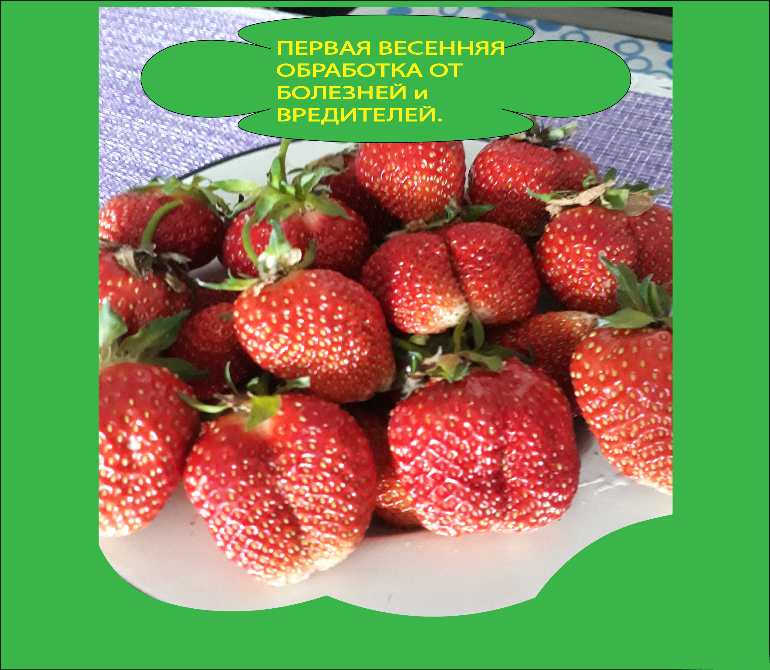 Первая весенняя обработка клубники от вредителей и болезней.