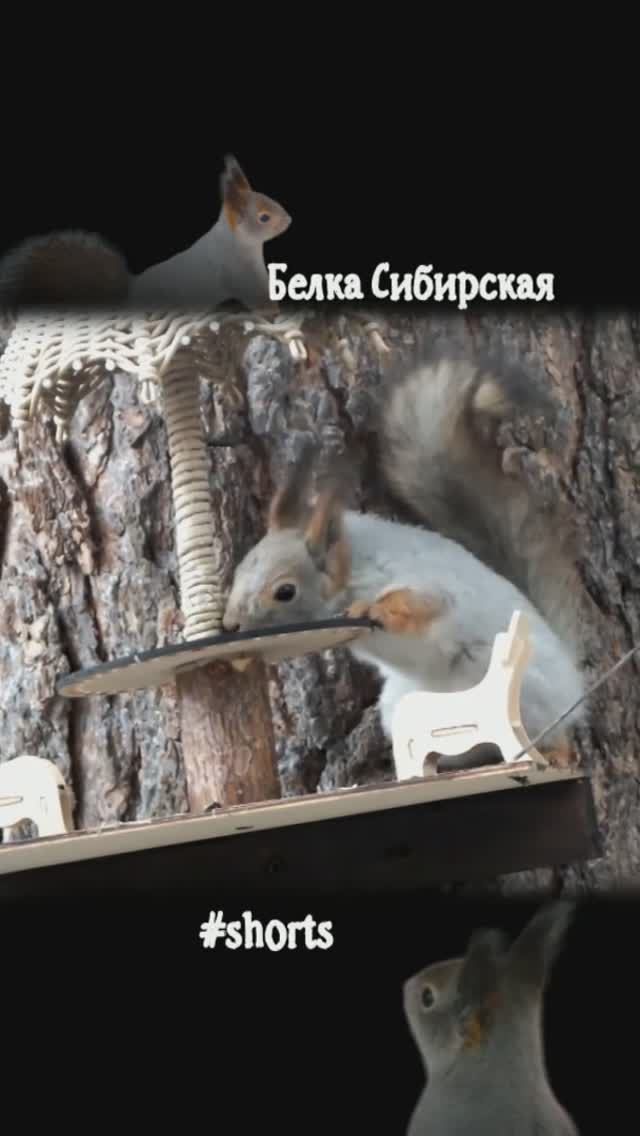 #shorts Белка ищет оставшуюся еду