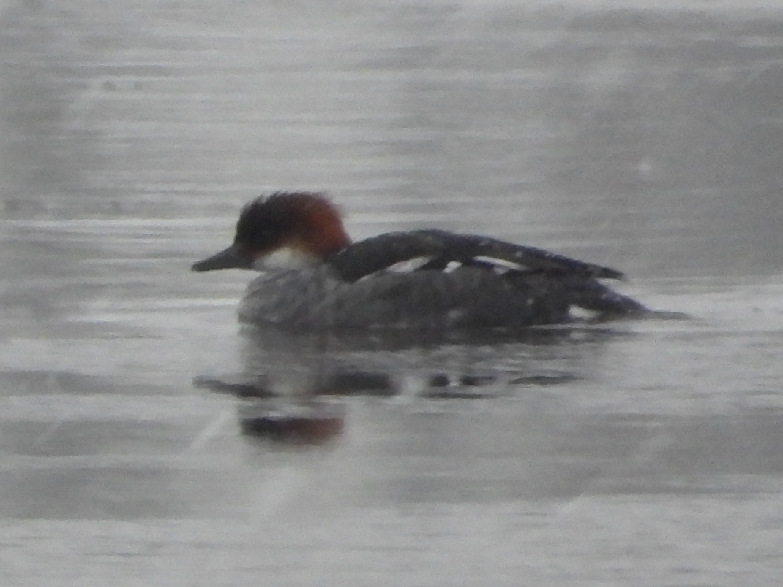 Луток, наблюдение птиц в Великом Новгороде, 2 декабря 2023