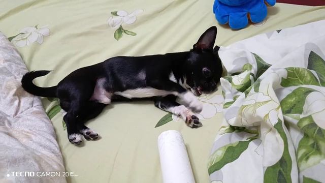 Чихуахуа со шёл с ума)))