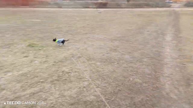 Чихуа гуляет))