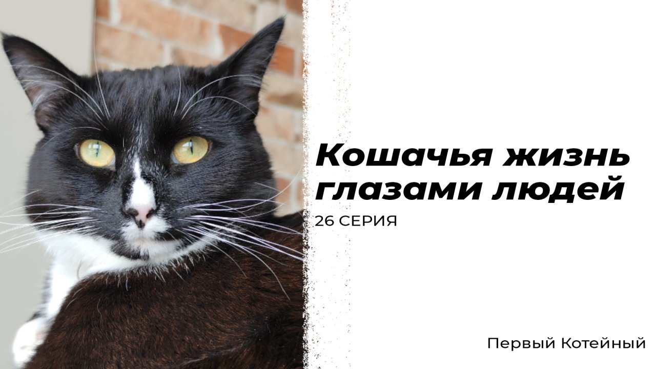 Кошачья жизнь глазами людей — 26 СЕРИЯ