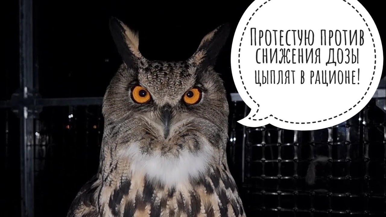 Зимний букет для совы Ёлки в обмен на вечерние УГУ. Кот Бонифаций совсем не хочет дружить Морошку!