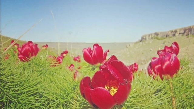 "ВЕСЕННИЙ ЭТЮД ИЗ КРЫМА"... (Фото Полины Морозовой (Симферополь), музыка - Budha Bar) .mp4