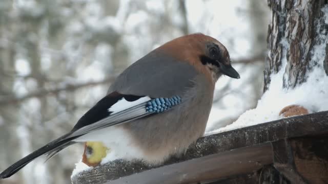 Сойка на кормушке