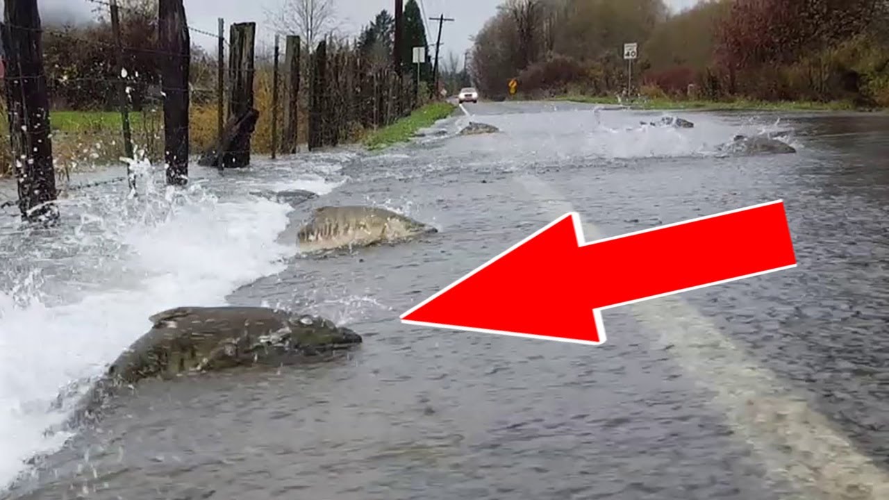 Аномальное поведение животных.