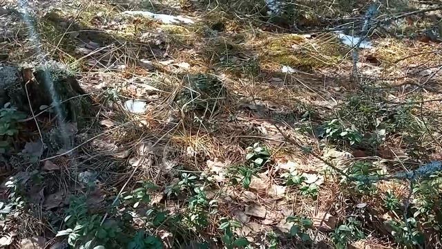 Чёрная Гадюка ! 10 апреля 2023 г.