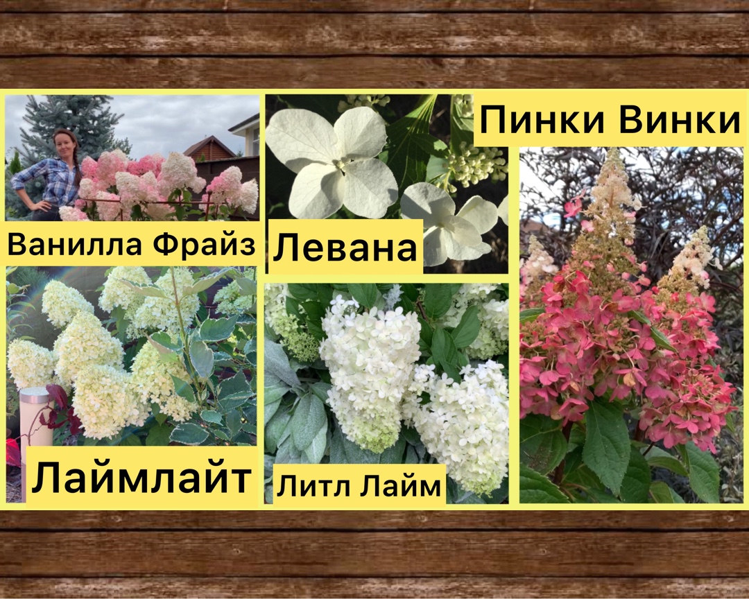 Цветение гортензии метельчатой. Топ-5 сортов. Подробный обзор