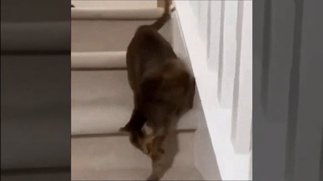 Вжух! и МУРвырок готов