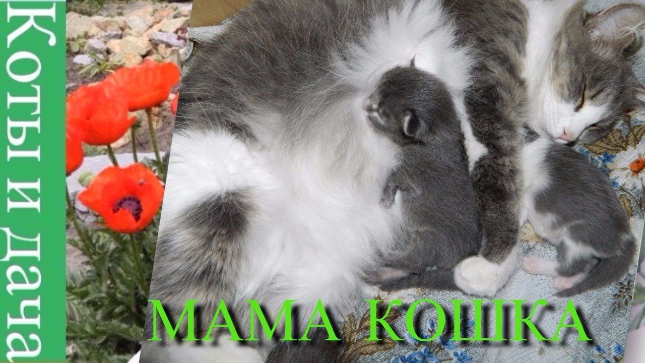 #Кошка мама. #1 Истории из кошачьей жизни. Смешные кошки приколы про кошек и котов.