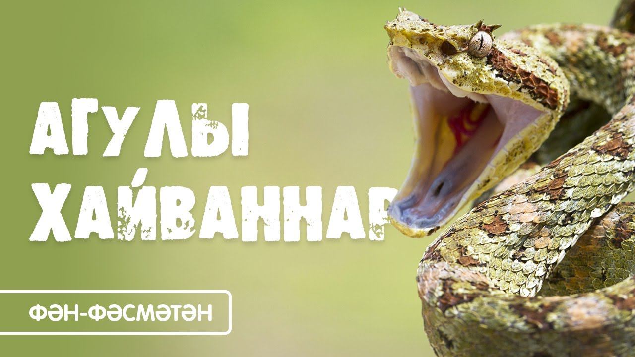 ФӘН—ФӘСМӘТӘН / Татарстандагы агулы хайваннар / Ядовитые змеи и пауки