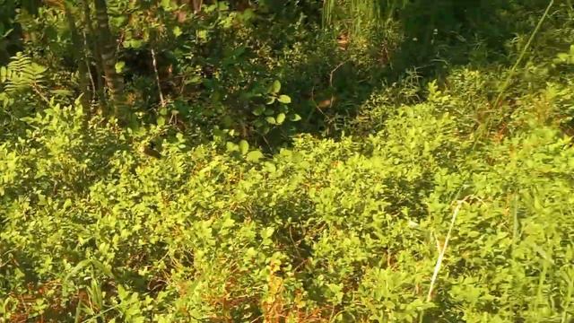 Леший безобразничает . Дикая клубника , Золотарник, Чистотел и Люпины.(1)