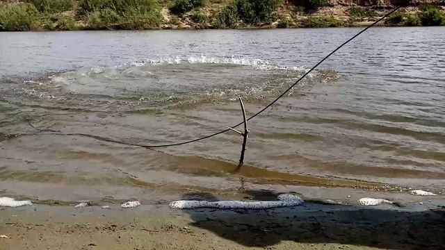 Рыбалка на кастинговую сеть. Амереканка.