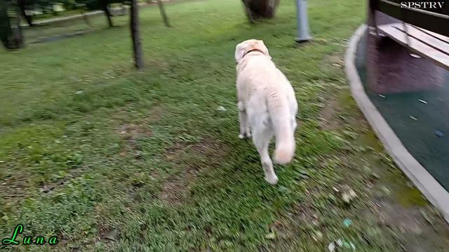 Луна. Купеческие угодья. Июль 2024