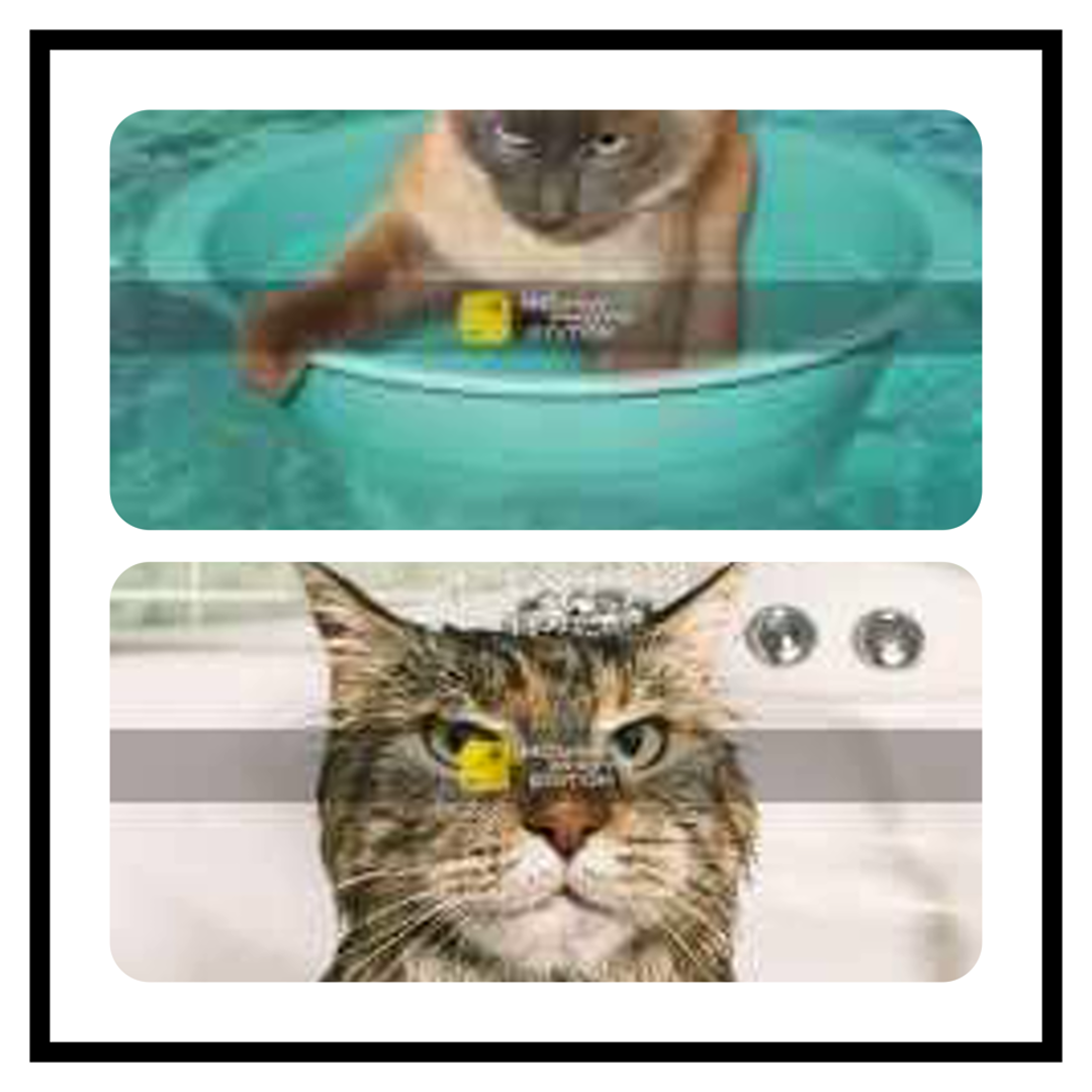 коты и вода смешные видео😂