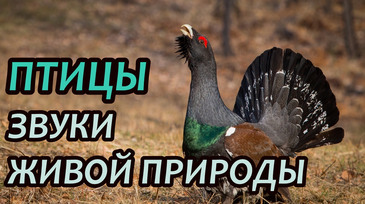 Голоса и звуки птиц. Живая Природа