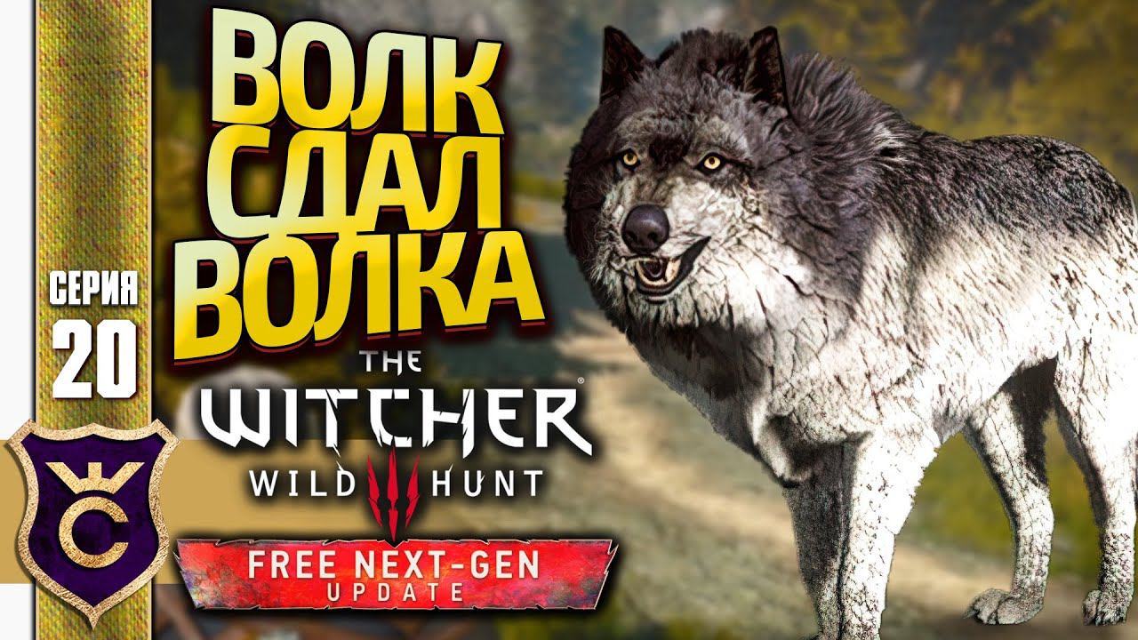 ВОЛК ПРЕДАЛ ВОЛКА! The Witcher 3 Wild Hunt Next Gen Update Прохождение #20