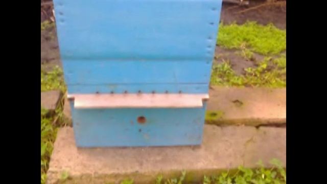 Зимний облёт пчёл! Нормально ли это и какие возможные последствия? Проявления Глобального потеплени