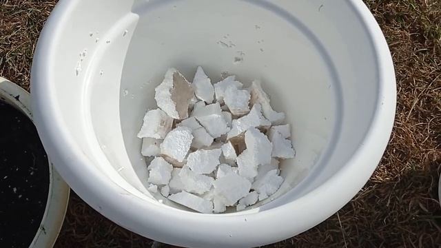 #как_гладиолусы_вырастить_в_горшках#посадка_луковичных Гладиолусы в горшках!Мастер-класс!.mp4