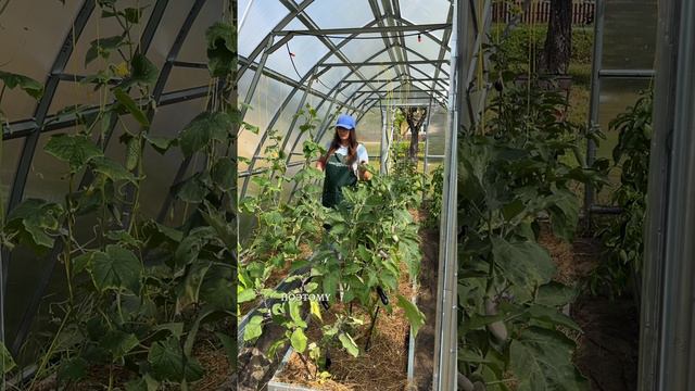 ОГУРЦЫ. ДОПОЛНИТЕЛЬНЫЙ УРОЖАЙ.