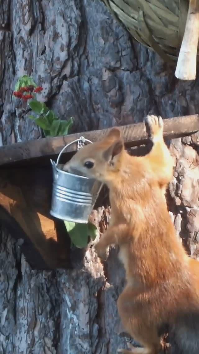 Белка пьет воду, качая ведерко