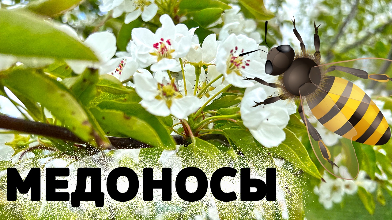 Цветущий Сад и Пчелы Медоносы