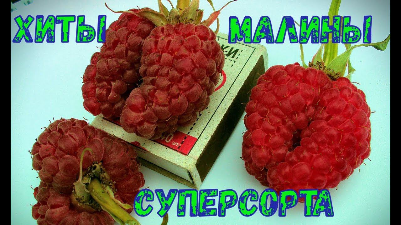 Малина ХИТЫ  Суперсорта  Лучшая летняя, ремонтантная