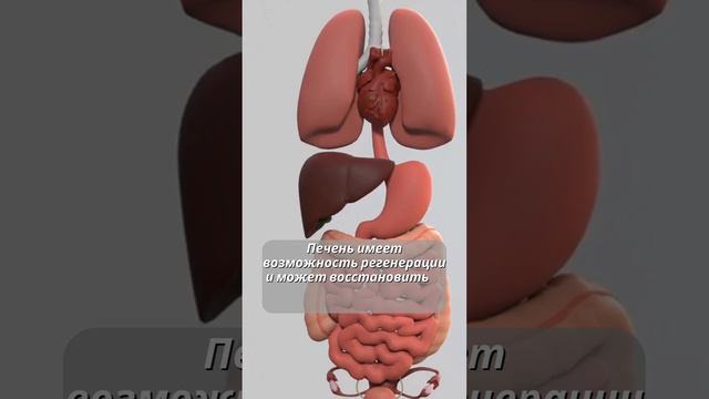 Факт про печень