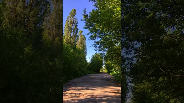 Майское утро